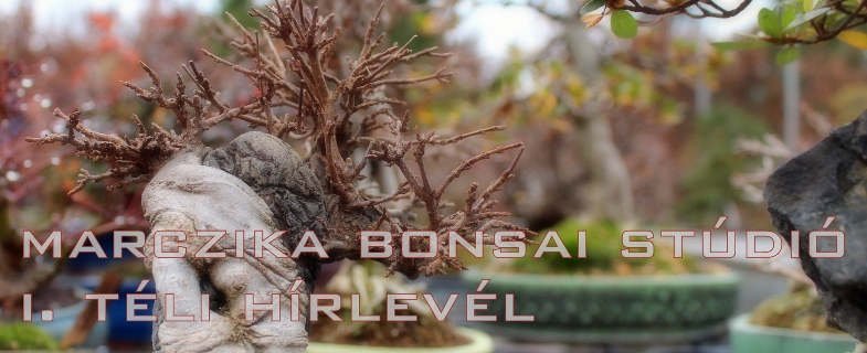 teli bonsai kert bonsai teleltetes elott